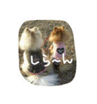 ポメラニアンのチャッピー＆ジュリア（個別スタンプ：9）