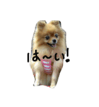 ポメラニアンのチャッピー＆ジュリア（個別スタンプ：13）