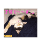 三毛猫nana4（個別スタンプ：1）
