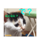 三毛猫nana4（個別スタンプ：3）