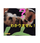 三毛猫nana4（個別スタンプ：4）