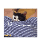 三毛猫nana4（個別スタンプ：5）