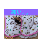 三毛猫nana4（個別スタンプ：6）