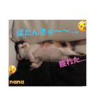 三毛猫nana4（個別スタンプ：7）