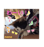三毛猫nana4（個別スタンプ：8）