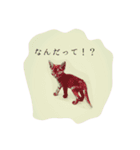 子猫スタンプで会話（個別スタンプ：3）