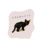 子猫スタンプで会話（個別スタンプ：4）