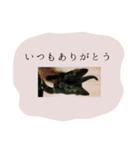 子猫スタンプで会話（個別スタンプ：8）