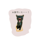 子猫スタンプで会話（個別スタンプ：9）