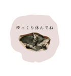 子猫スタンプで会話（個別スタンプ：14）