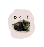 子猫スタンプで会話（個別スタンプ：15）