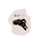 子猫スタンプで会話（個別スタンプ：16）