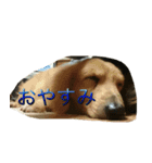 Ryu.sticker（個別スタンプ：1）