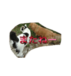 Ryu.sticker（個別スタンプ：5）