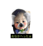 win＆brother＆sister（個別スタンプ：11）
