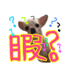 ちわわ♡めい（個別スタンプ：5）