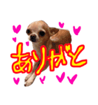 ちわわ♡めい（個別スタンプ：7）