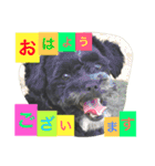 チャーリーくん（個別スタンプ：2）
