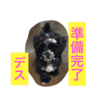 チャーリーくん（個別スタンプ：17）