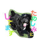 チャーリーくん（個別スタンプ：27）