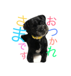 チャーリーくん（個別スタンプ：33）