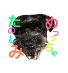 チャーリーくん（個別スタンプ：34）