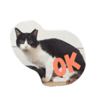 rontlgntrk（個別スタンプ：6）