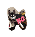 rontlgntrk（個別スタンプ：8）