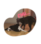 rontlgntrk（個別スタンプ：12）