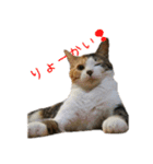 ねこのねねちゃんスタンプ（個別スタンプ：1）