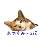 ねこのねねちゃんスタンプ（個別スタンプ：2）