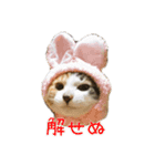 ねこのねねちゃんスタンプ（個別スタンプ：3）