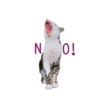 ねこのねねちゃんスタンプ（個別スタンプ：4）