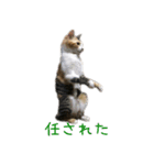 ねこのねねちゃんスタンプ（個別スタンプ：5）