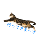 ねこのねねちゃんスタンプ（個別スタンプ：6）