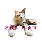 ねこのねねちゃんスタンプ（個別スタンプ：7）
