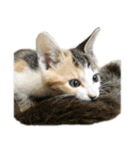 ねこのねねちゃんスタンプ（個別スタンプ：8）
