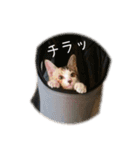 ねこのねねちゃんスタンプ（個別スタンプ：9）