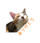 ねこのねねちゃんスタンプ（個別スタンプ：10）