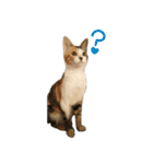 ねこのねねちゃんスタンプ（個別スタンプ：11）