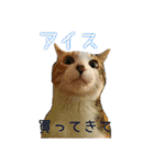 ねこのねねちゃんスタンプ（個別スタンプ：12）