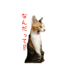 ねこのねねちゃんスタンプ（個別スタンプ：13）