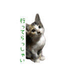 ねこのねねちゃんスタンプ（個別スタンプ：14）