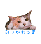 ねこのねねちゃんスタンプ（個別スタンプ：15）