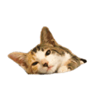 ねこのねねちゃんスタンプ（個別スタンプ：17）