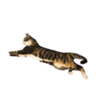 ねこのねねちゃんスタンプ（個別スタンプ：22）