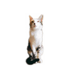 ねこのねねちゃんスタンプ（個別スタンプ：29）