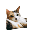 ねこのねねちゃんスタンプ（個別スタンプ：31）