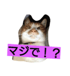 kinabo（個別スタンプ：1）