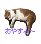 kinabo（個別スタンプ：2）
